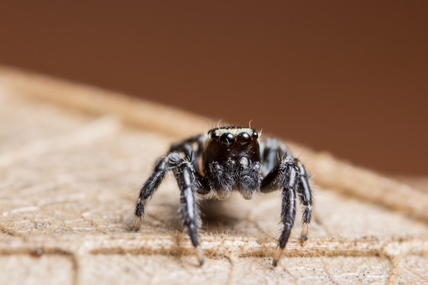 Macro spider on dry leaf