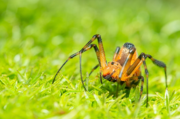 Macro spider on grass forest