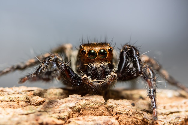 Macro spider in de natuur