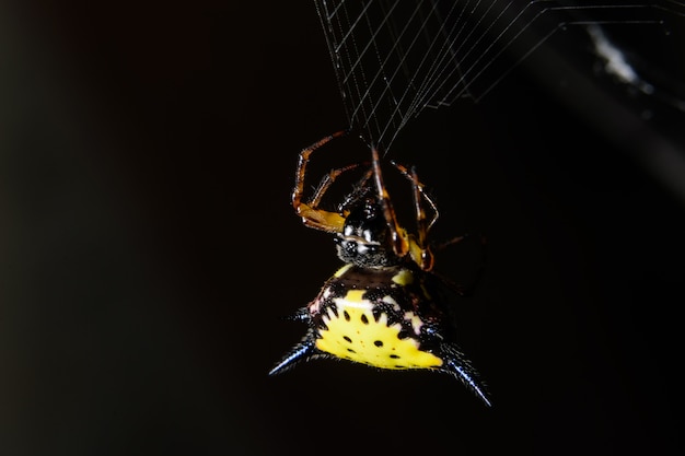 Macro spider in de natuur