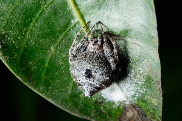 Macro spider in de natuur