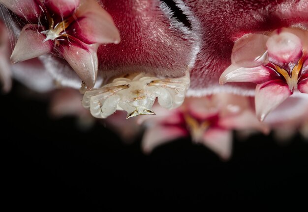 Foto macro spider in de natuur