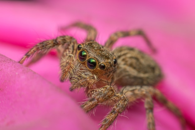 目に蜘蛛の昆虫の焦点のマクロは、自然の中で布のピンクに閉じます