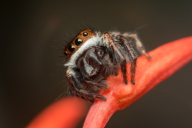 Macro of spider (Jumping Spiders Santa Claus) insect close up on the leave in nature