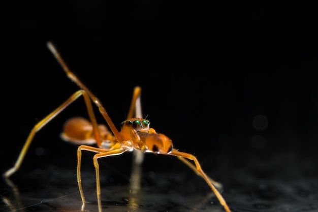 Macro Spider Kerengga mierachtige springer.