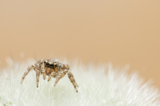 Macro Spider on Leaf