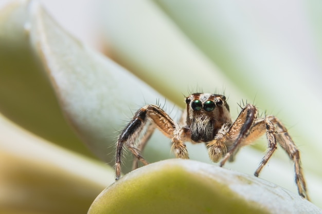 Macro Spider on Leaf