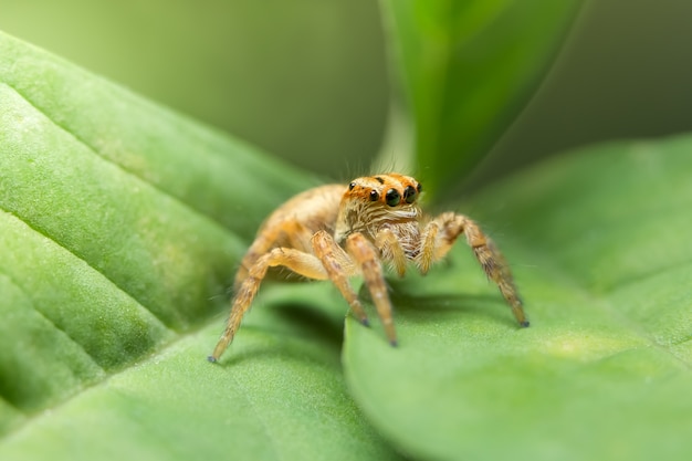 Macro Spider on Leaf