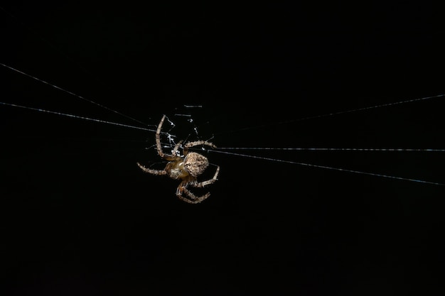 Macro Spider on Leaf