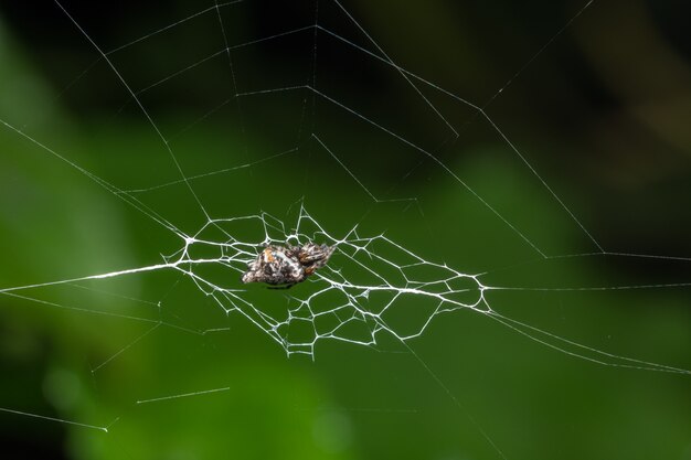 Photo macro spider on leaf