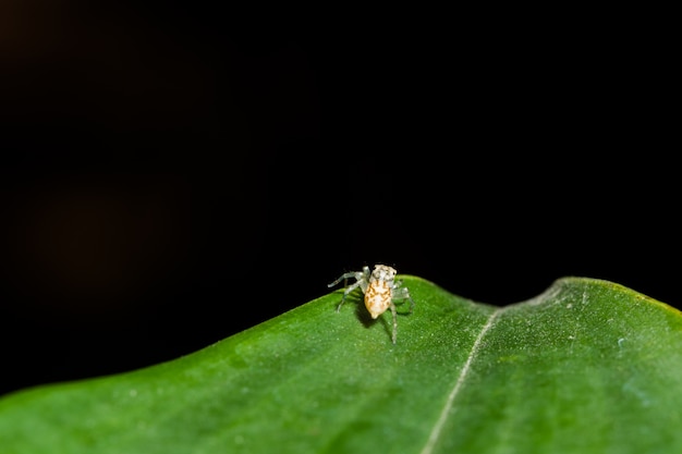 Macro Spider on Leaf