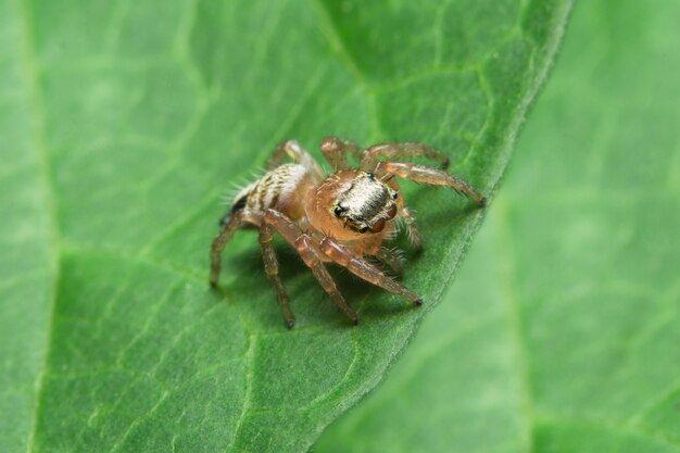 Macro Spider on Leaf