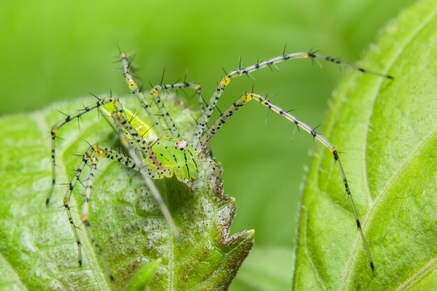 葉のマクロスパイダー