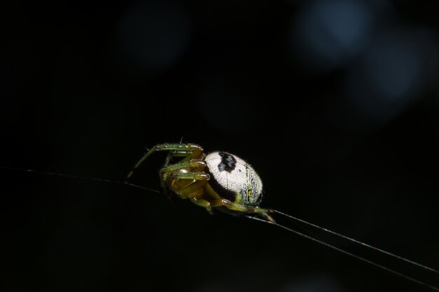 Macro Spider on Leaf