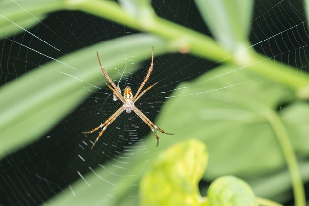 Macro Spider on Leaf