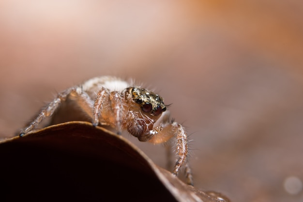 Foto ragno a macroistruzione sulla foglia