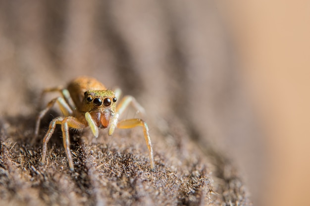 Macro spider on the leaf