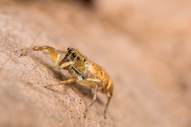 Macro spider on the leaf