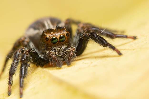 Ragno a macroistruzione sulla foglia