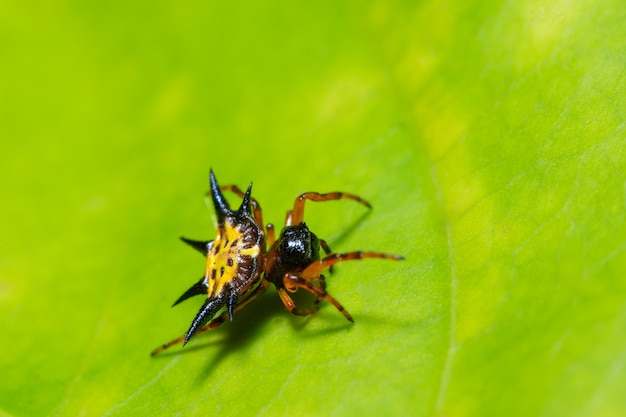 Macro spider on the leaf