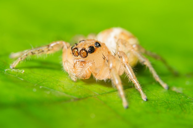 Macro spider on the leaf