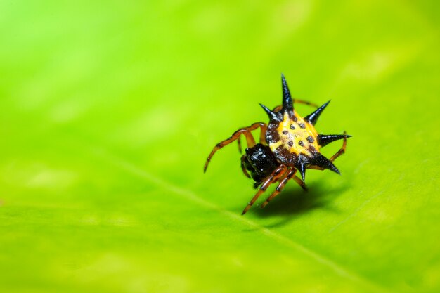 Macro spider on the leaf