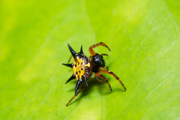 Macro spider on the leaf