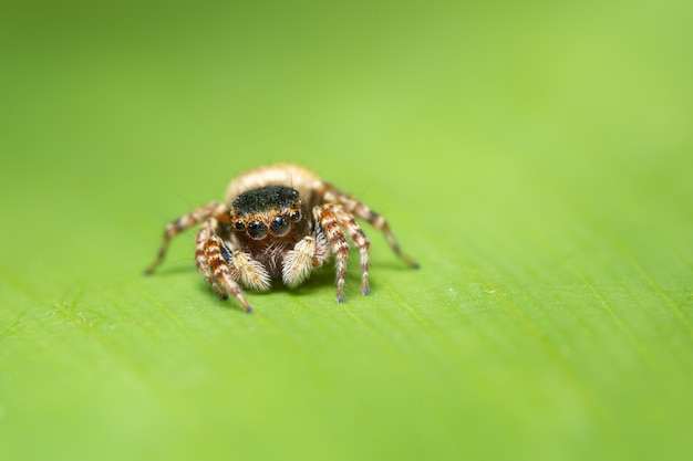 Macro spider on the leaf