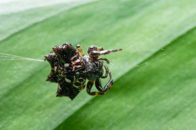 Macro spider on the leaf