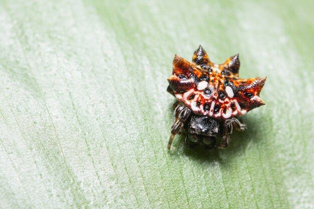 Macro spider on the leaf