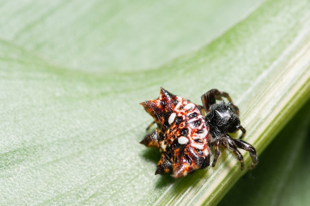 Macro spider on the leaf