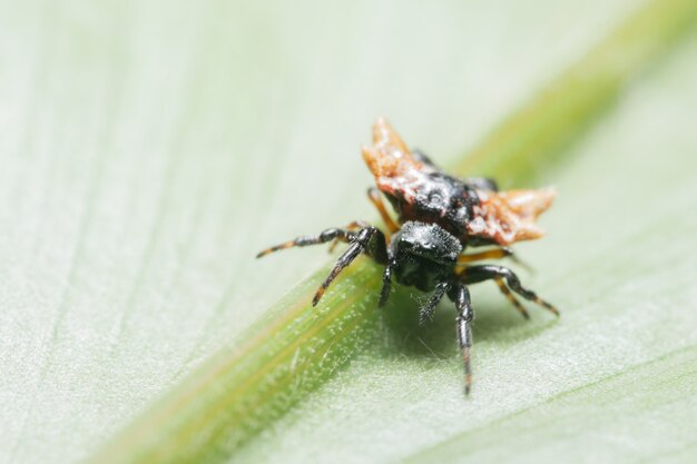 Macro spider on the leaf