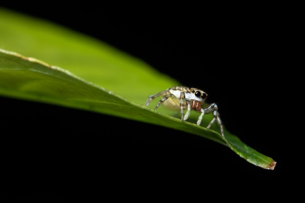 Macro spider on the leaf