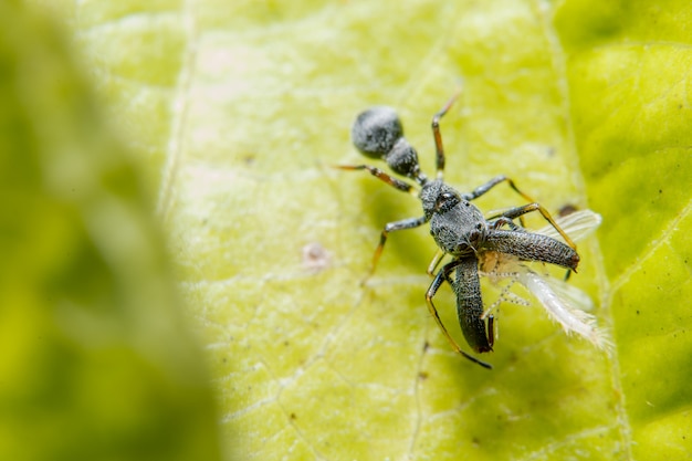 Macro spider on the leaf