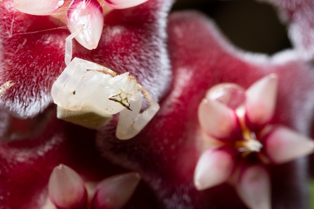 Photo macro spider in nature