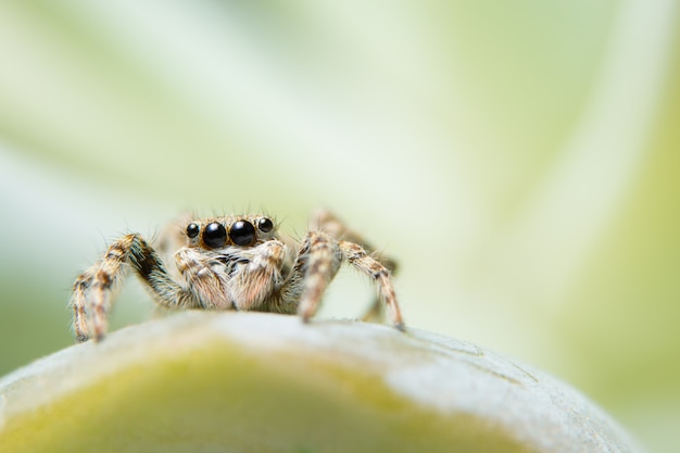 Macro Spider op blad