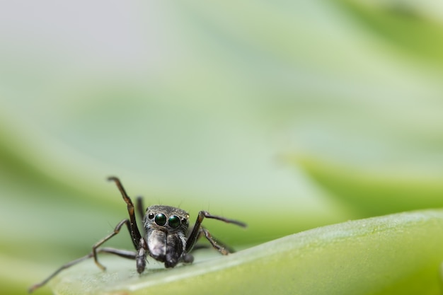 Macro Spider op blad