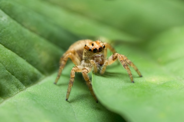 Macro Spider op blad