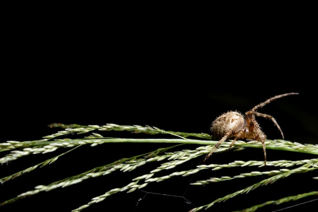 Macro Spider op blad