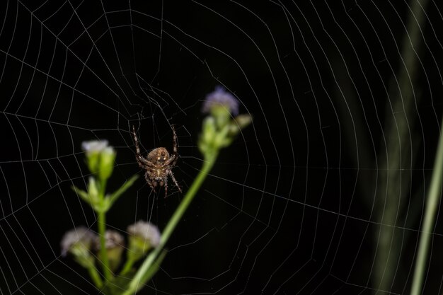 Macro Spider op blad