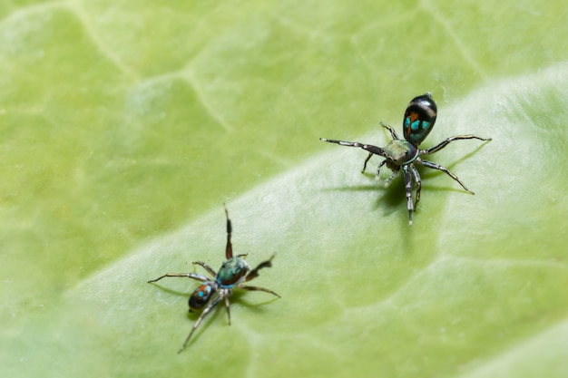 Macro Spider op blad