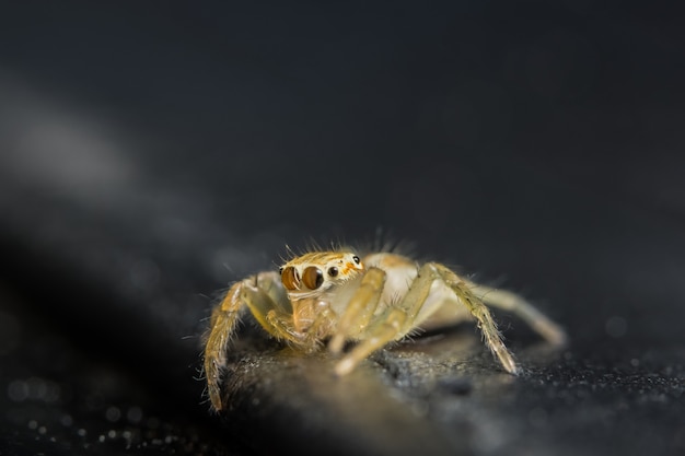 Macro Spider op blad