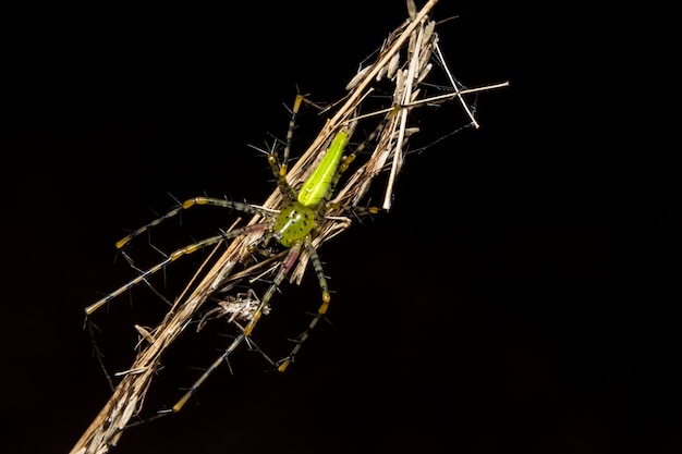 Macro Spider op blad