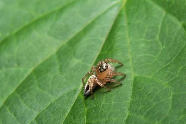 Macro spider op blad