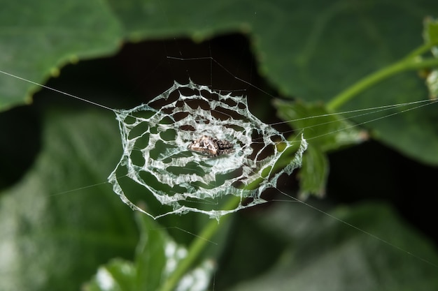 Macro spider op blad