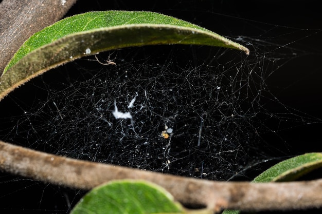 Macro Spider op blad