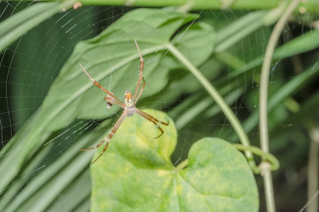 Macro Spider op blad