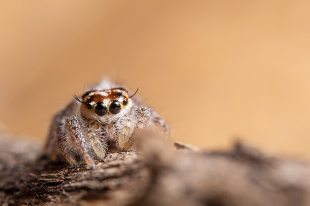 Macro Spider op blad