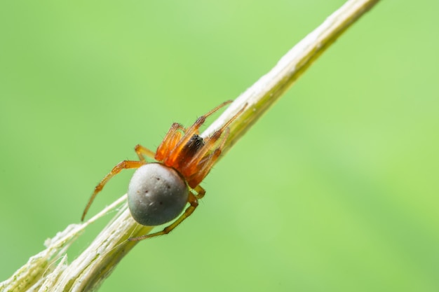 Macro Spider op een groene achtergrond gebladerte