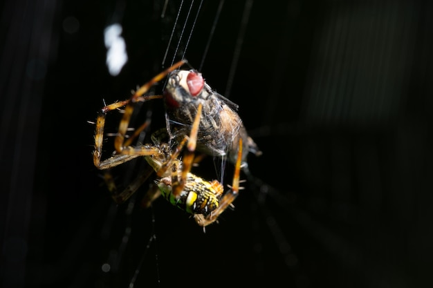 Macro spider op gras bos